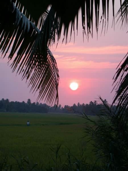 Sunset over the rice paddy
