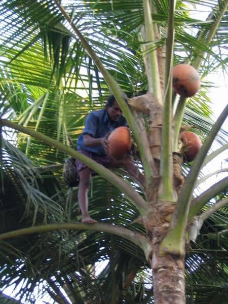 Toddy tapper (produces mildly alcoholic drink from coconut water)