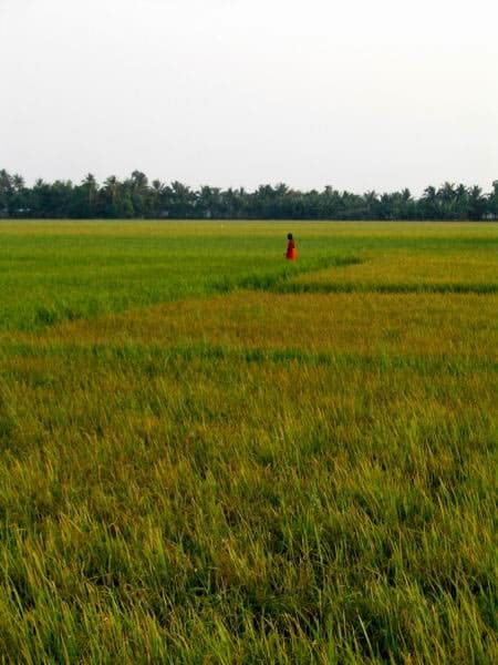 Working the rice field