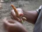 Tasting tamarind right from the tree (41kb)