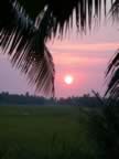 Sunset over the rice paddy (48kb)