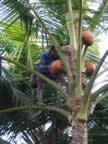 Toddy tapper (produces mildly alcoholic drink from coconut water) (82kb)