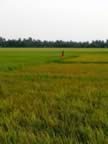 Working the rice field (59kb)