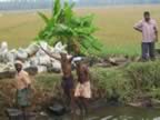 Shoring up rice irrigation canal (108kb)