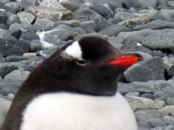 Gentoo