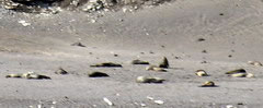 Beach Seals