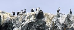 Cormorants