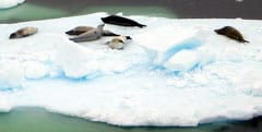 Floe seals