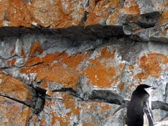 Lichen