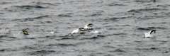 Penguins