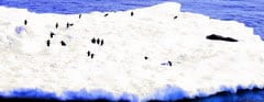 Penguins Seals
