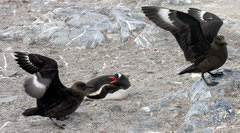 Skuas