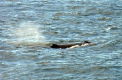 Whale