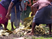 Breadfruit