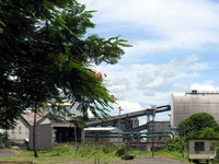 Sugar Plant