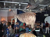 Moa